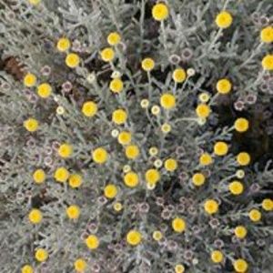 Meet your Posher, Shonda